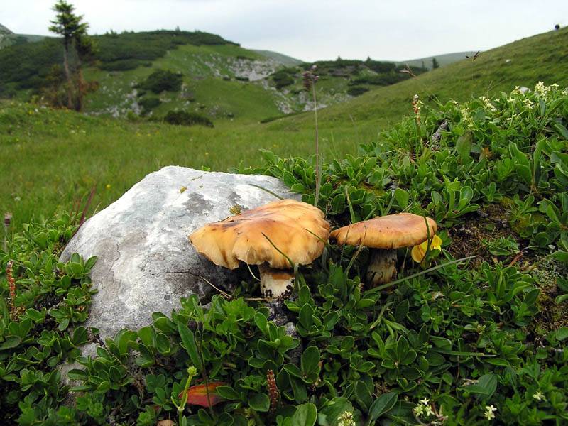 Cortinarius absarokensis image