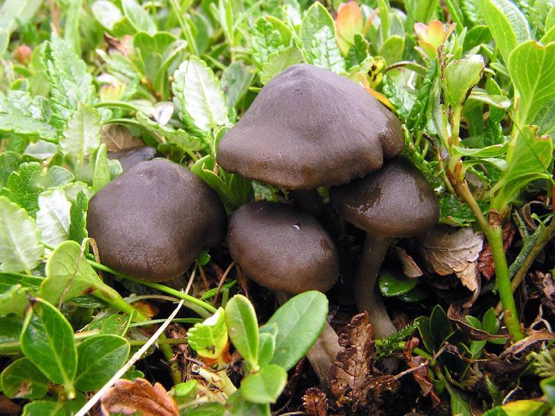 Entoloma bipellis image