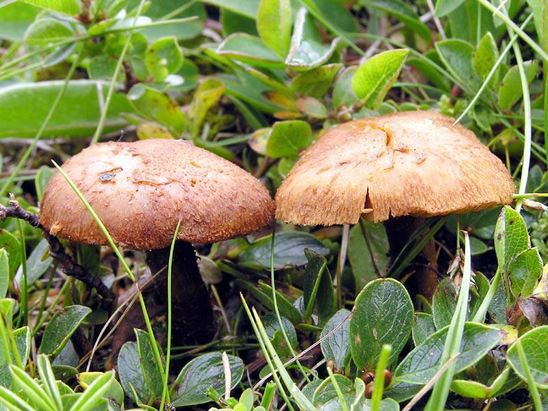 Inocybe umbrinofusca image