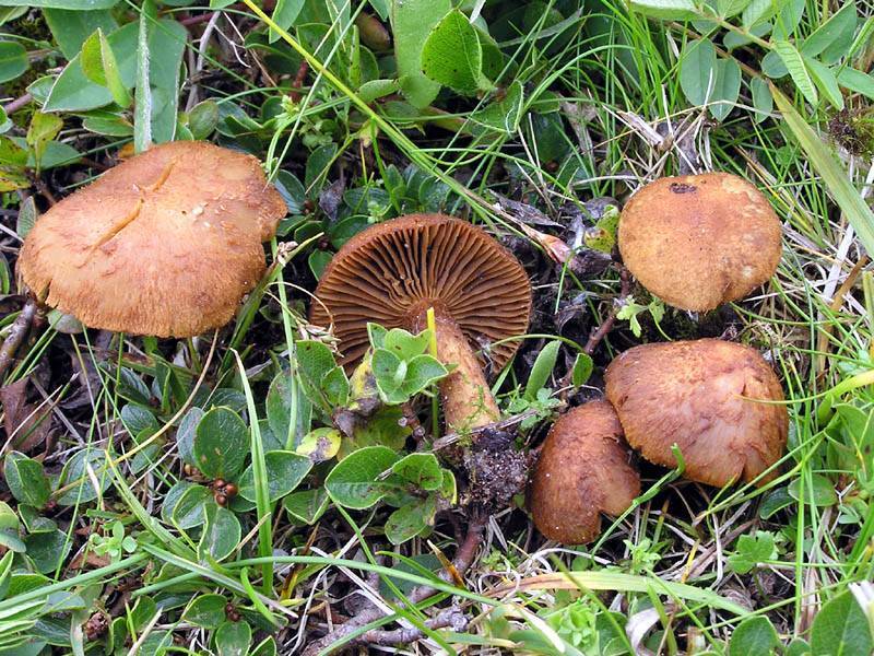 Inocybe umbrinofusca image