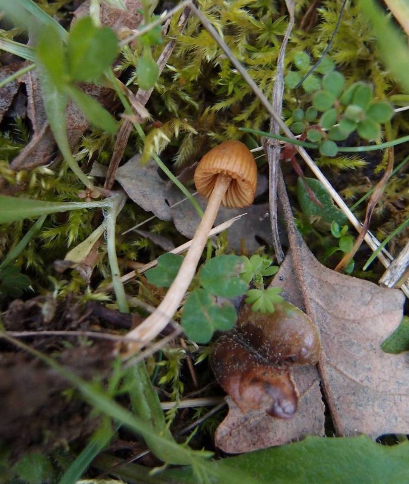 Galerina clavata image