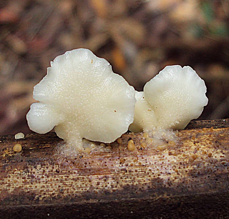 Lentinus copulatus image