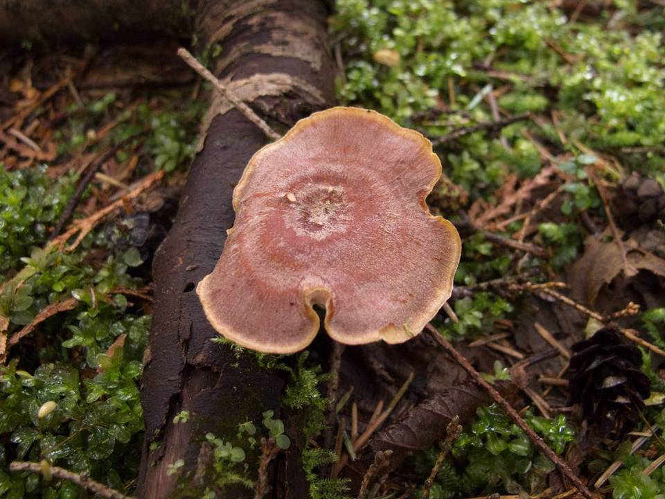 Royoporus badius image