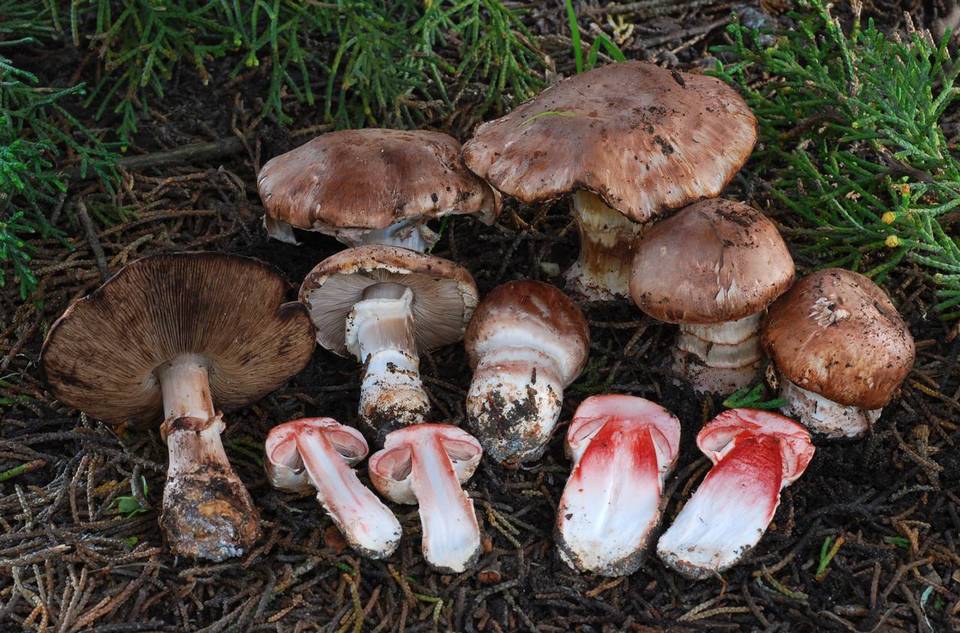 Agaricus fuscofibrillosus image