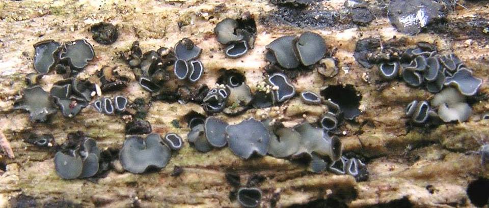 Mollisia ligni image