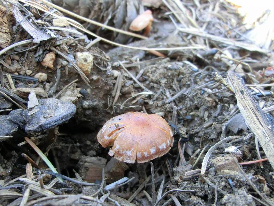 Pachylepyrium carbonicola image