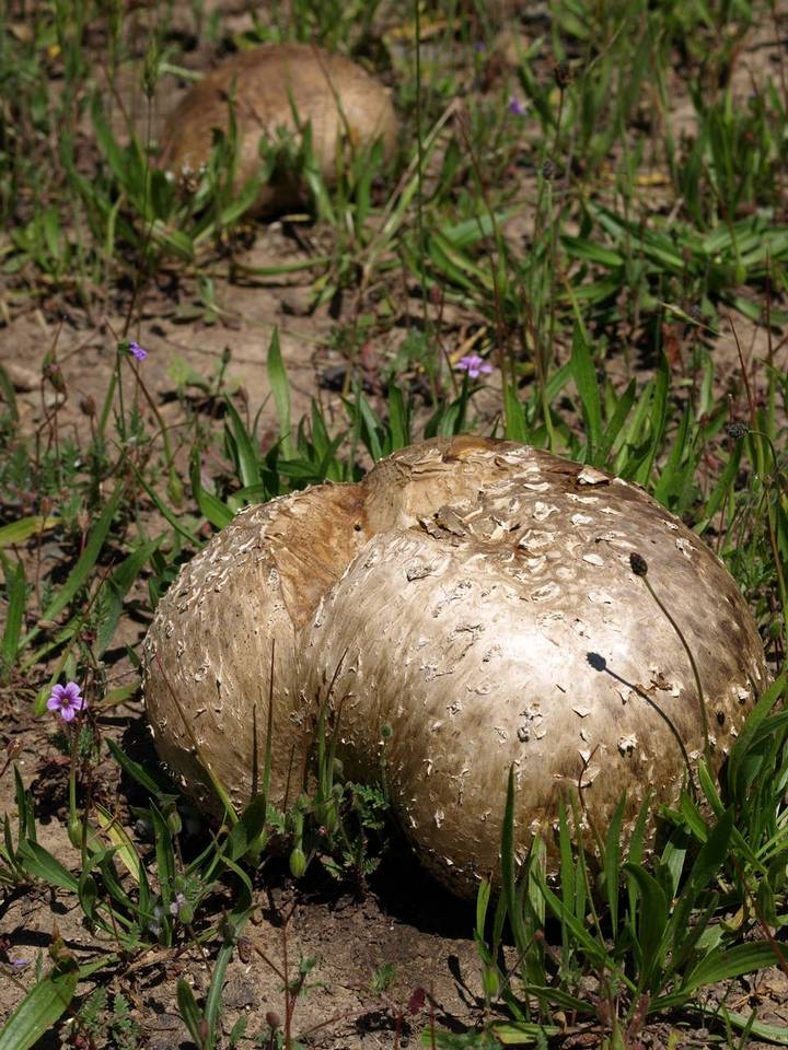 Calvatia pachyderma image