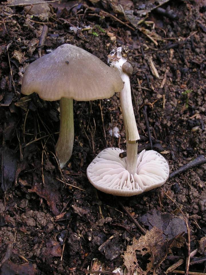 Entoloma ameides image