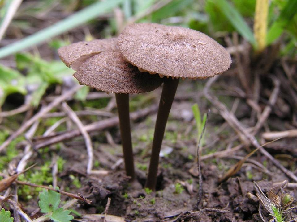 Entoloma flocculosum image
