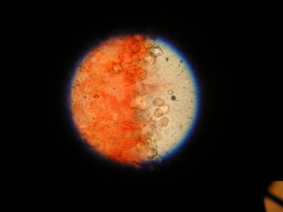 Entoloma indutoides image