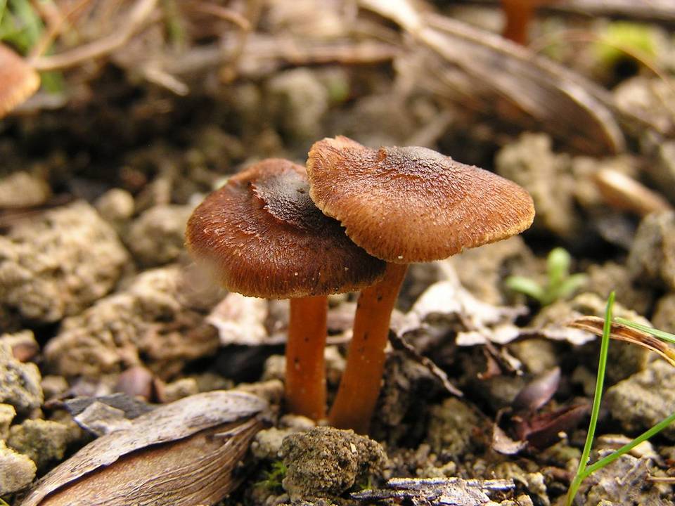 Inocybe furfurea image