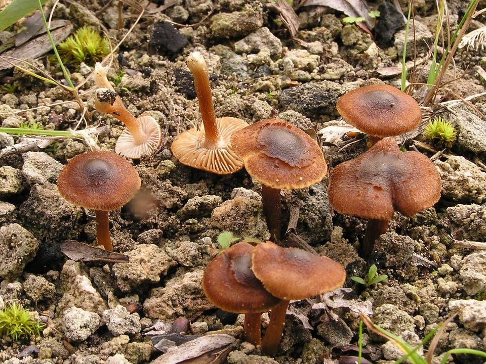 Inocybe furfurea image
