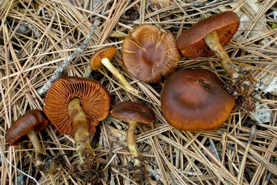 Cortinarius aurantiobasis image
