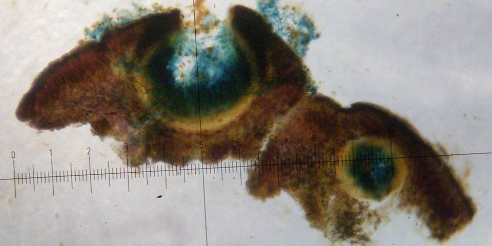 Verrucaria macrostoma f. macrostoma image
