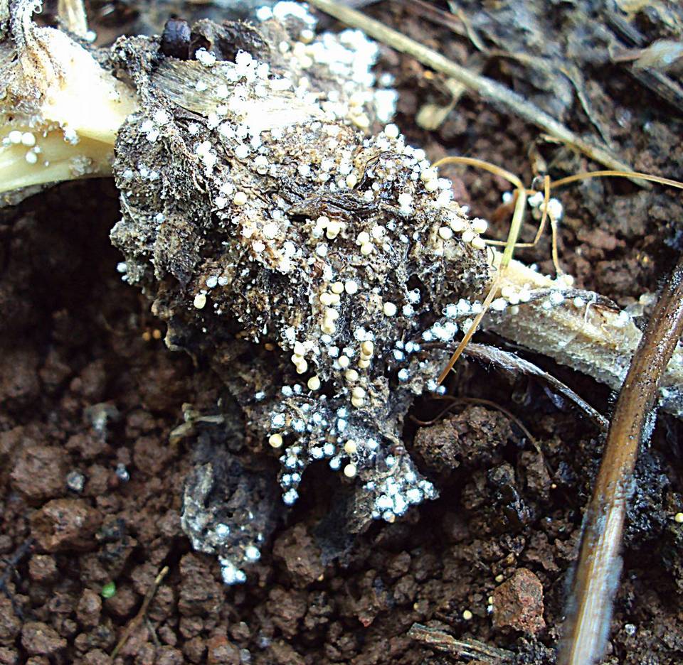 Athelia rolfsii image