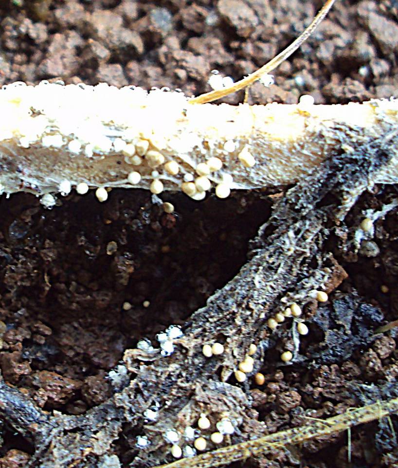 Athelia rolfsii image