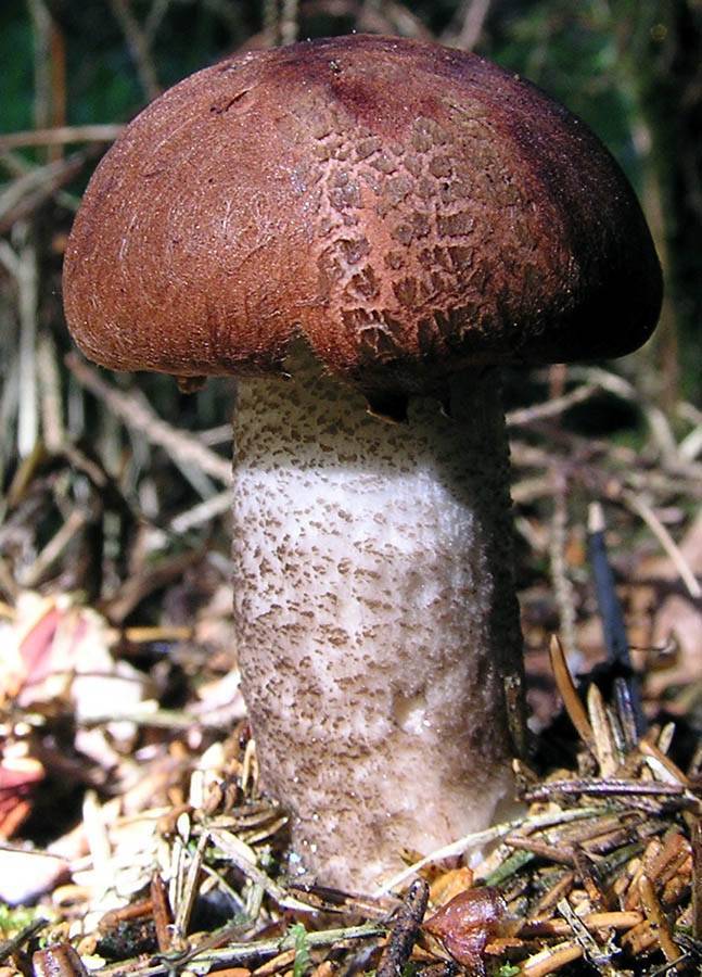 Leccinum piceinum image