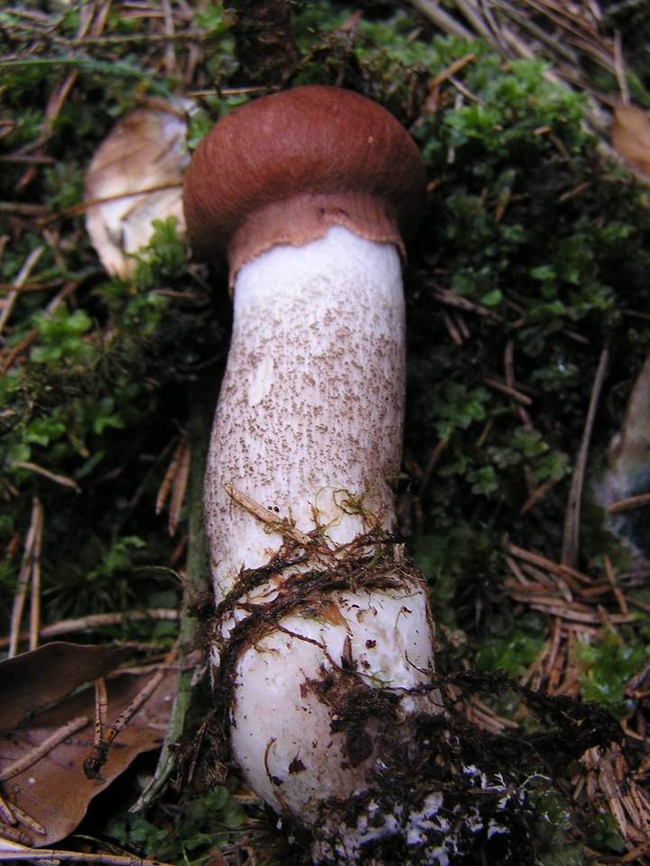 Leccinum piceinum image