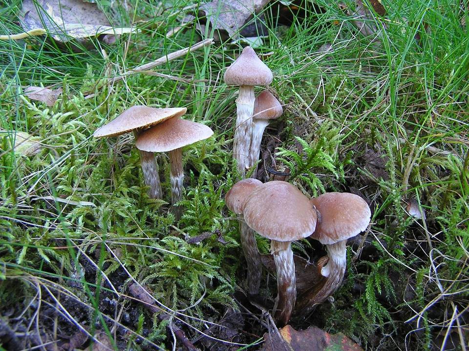 Cortinarius parvannulatus image