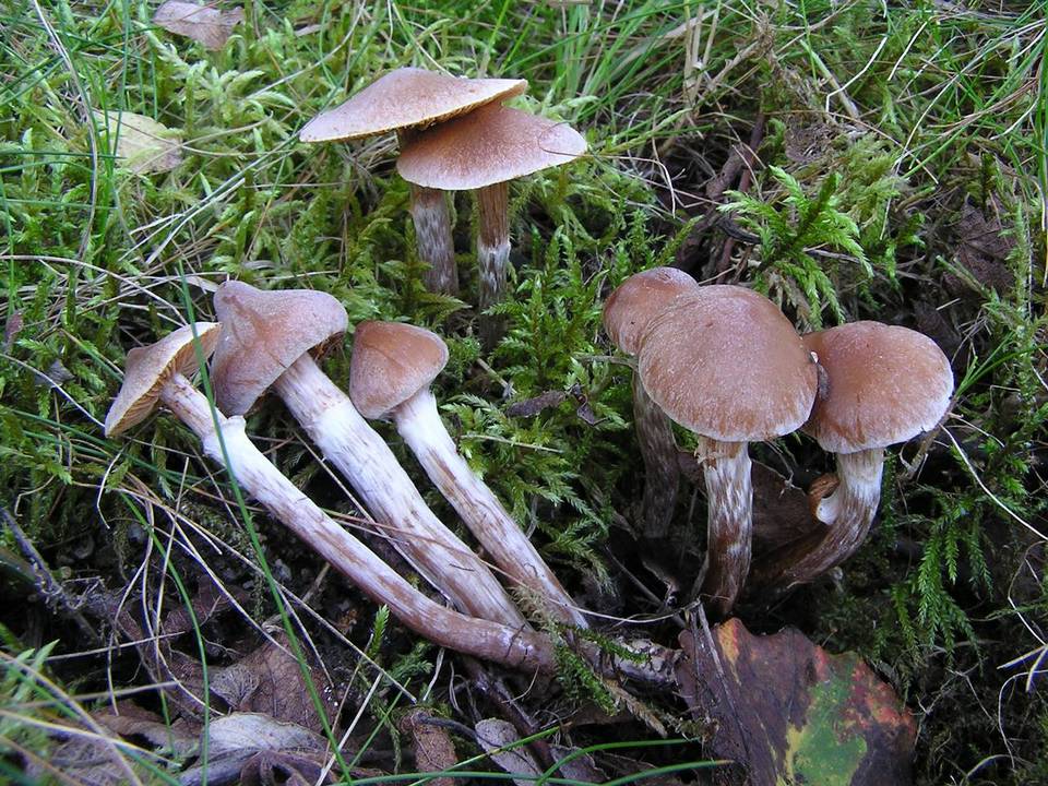 Cortinarius parvannulatus image