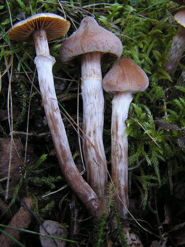 Cortinarius parvannulatus image
