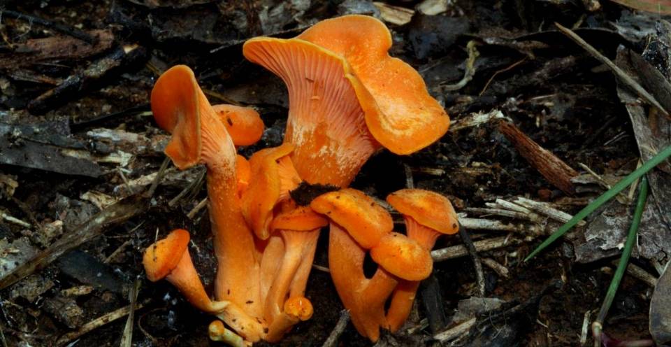 Cantharellus concinnus image