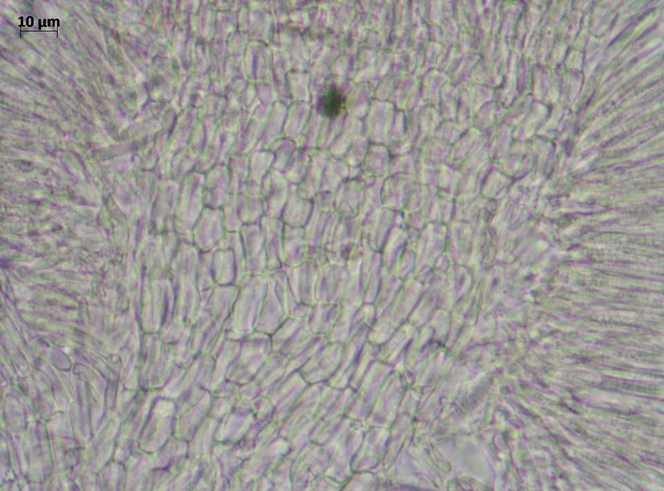 Lachnum salicariae image