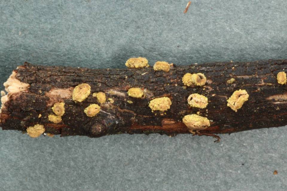 Velutarina image