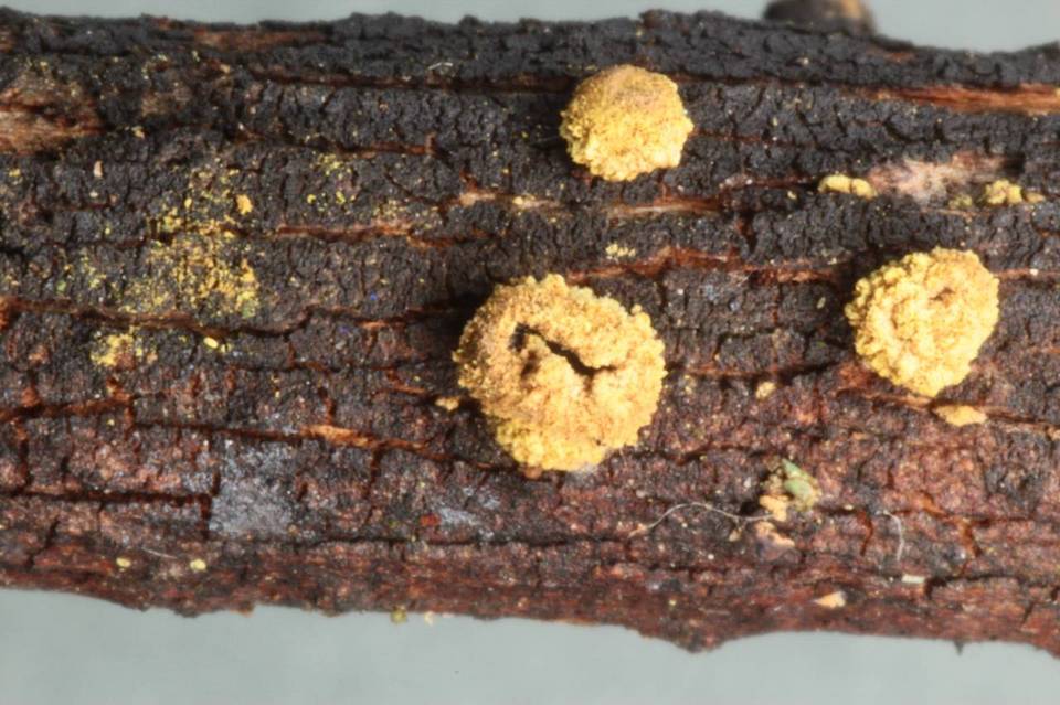 Velutarina rufo-olivacea image