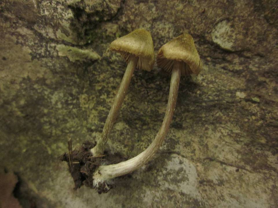 Entoloma versatile image