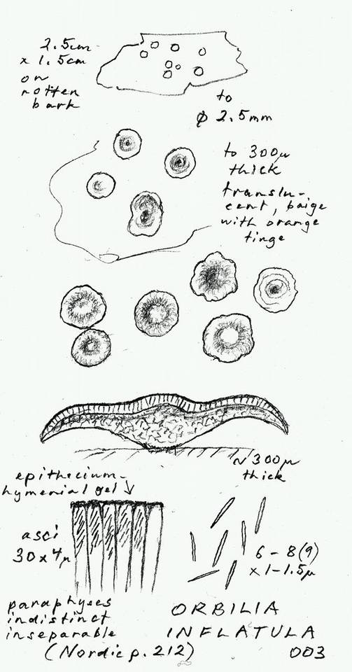 Hyalorbilia inflatula image