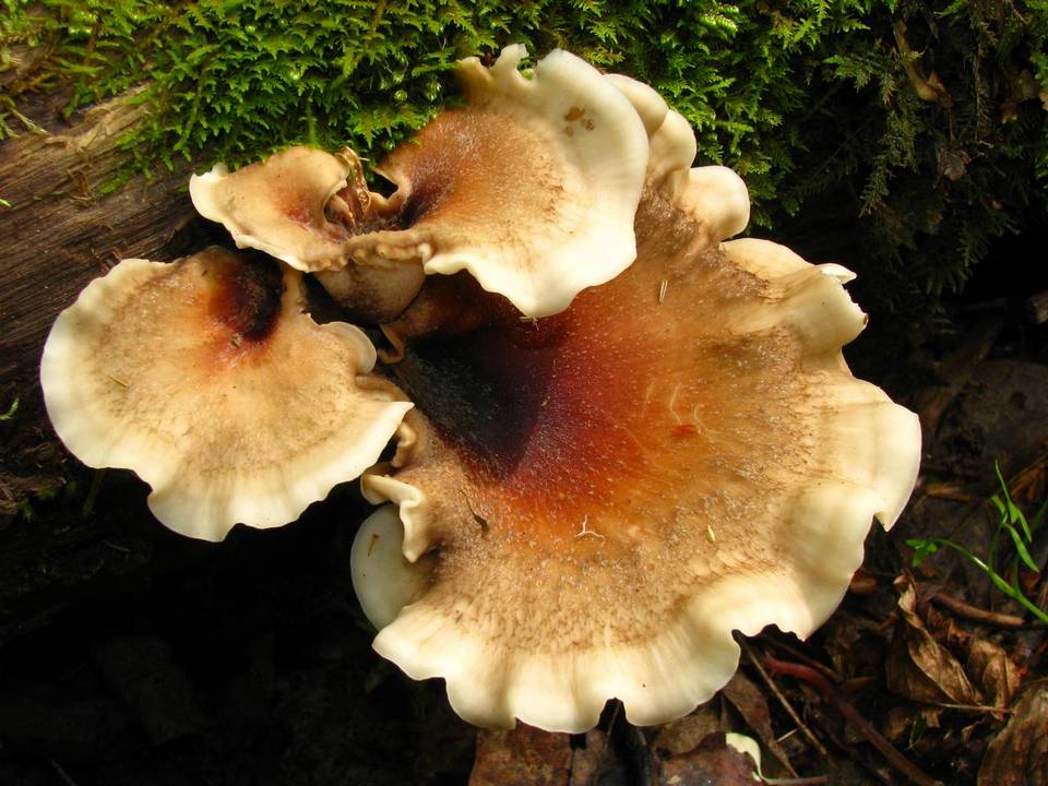 Royoporus badius image