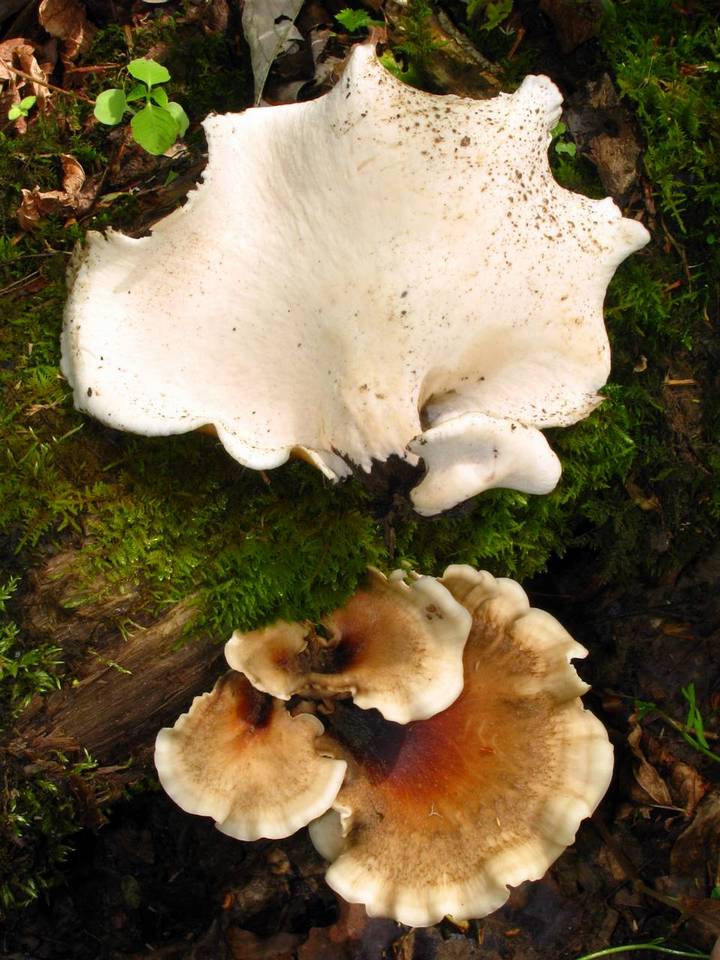 Royoporus badius image