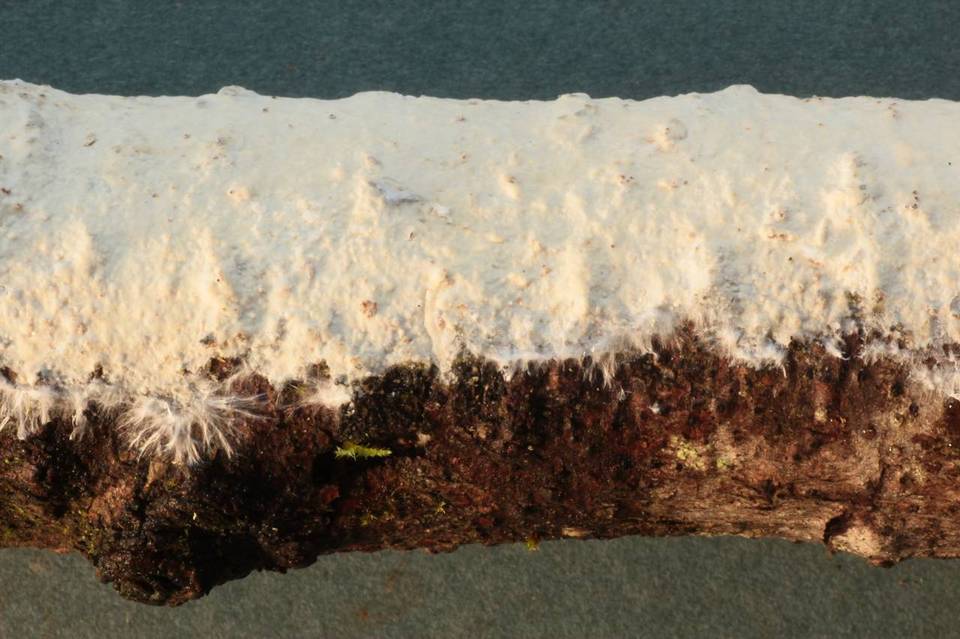 Phlebia phlebioides image