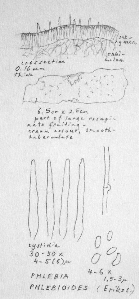 Phlebia phlebioides image