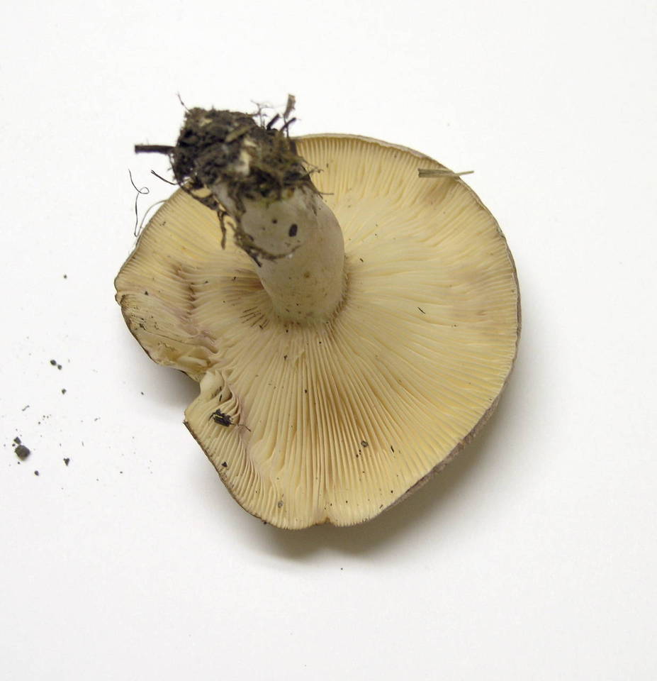 Lactarius montanus image