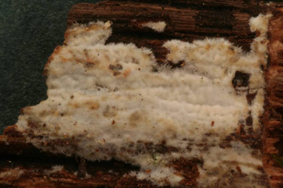 Cabalodontia subcretacea image