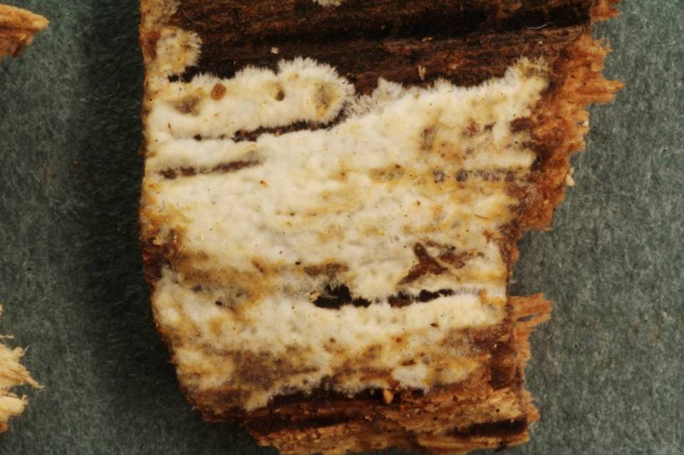 Cabalodontia subcretacea image