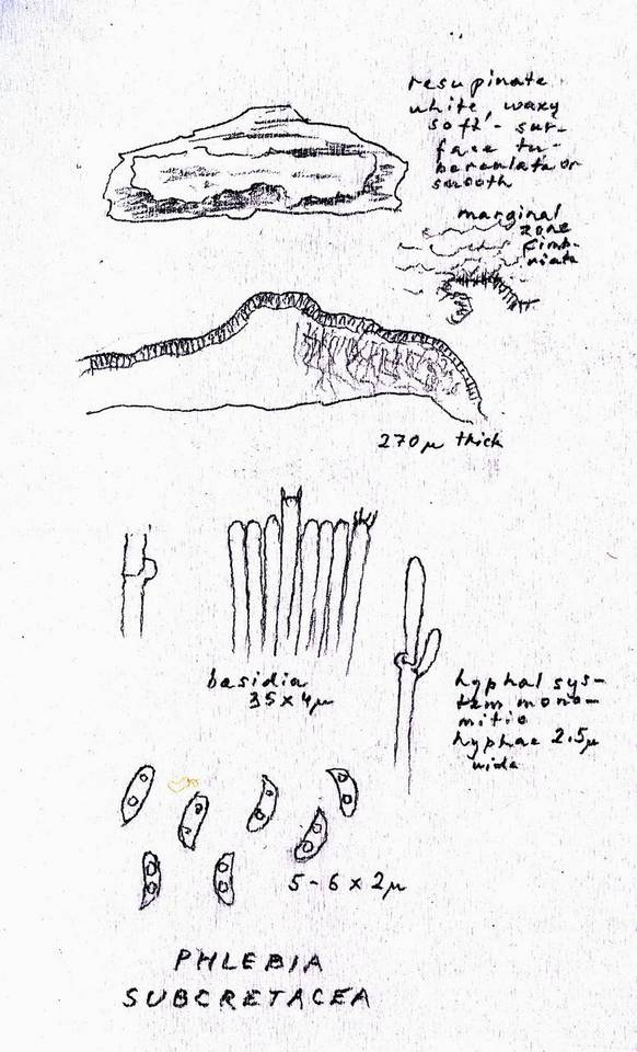 Cabalodontia subcretacea image