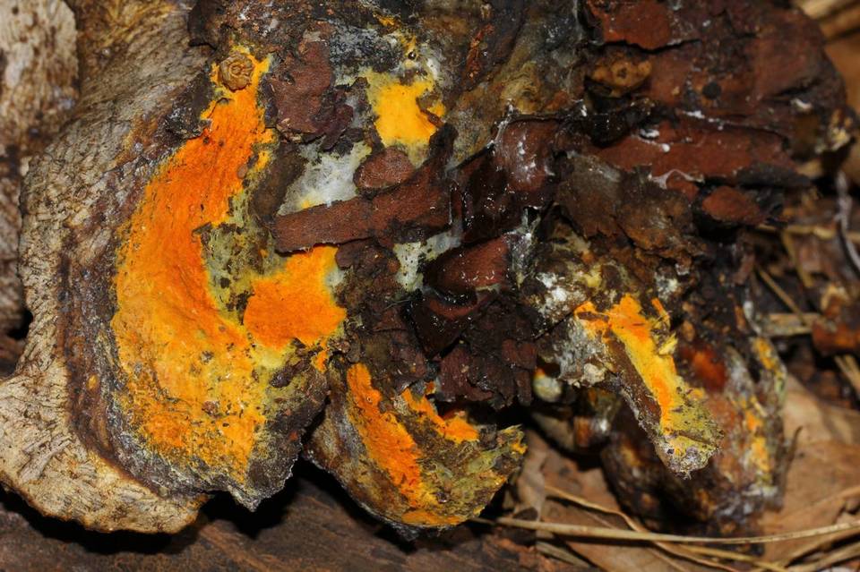 Hypomyces aurantius image