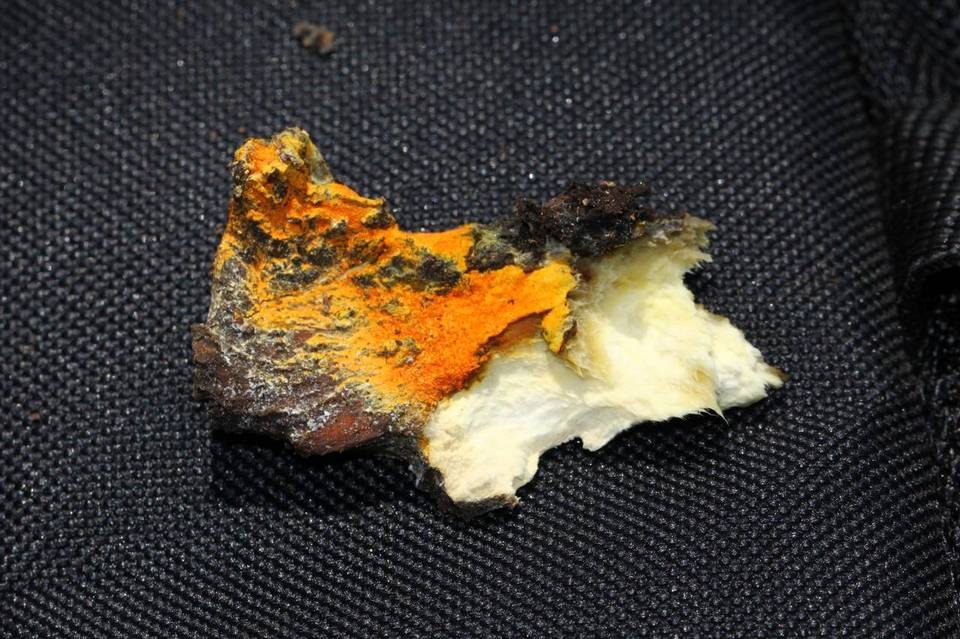 Hypomyces aurantius image
