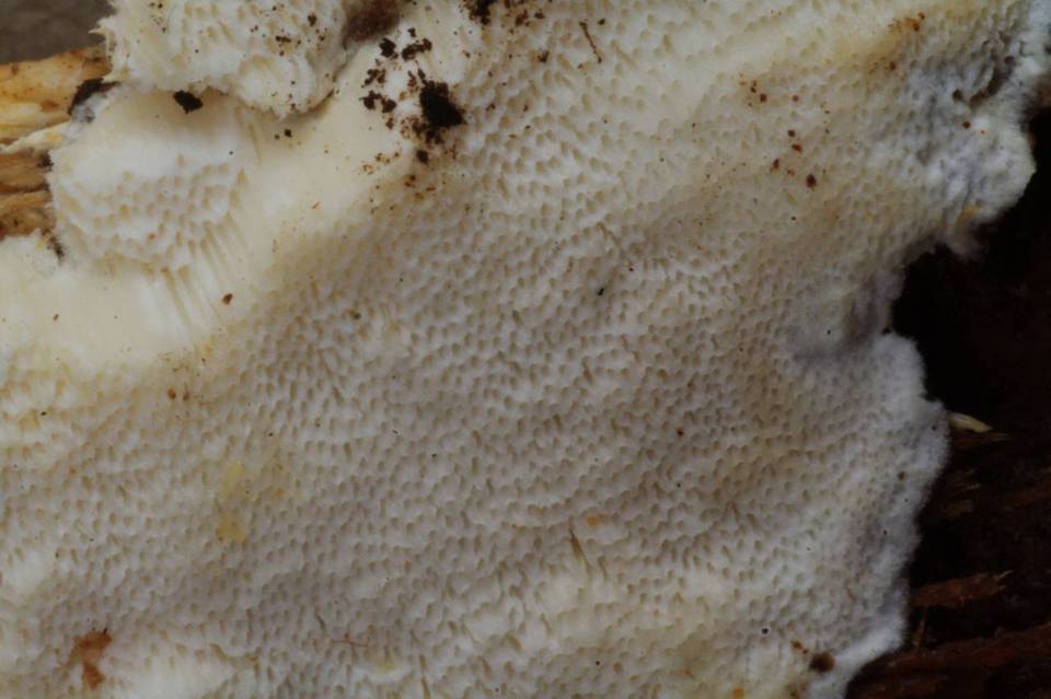 Cinereomyces lindbladii image