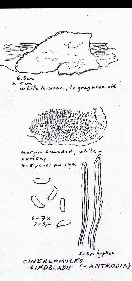 Cinereomyces lindbladii image