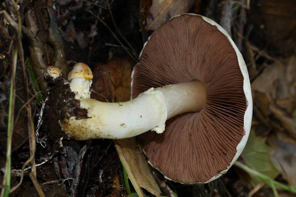 Agaricus kerriganii image