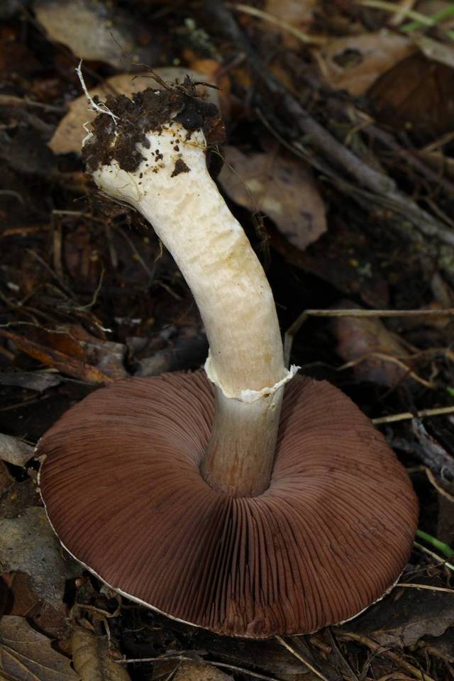 Agaricus kerriganii image