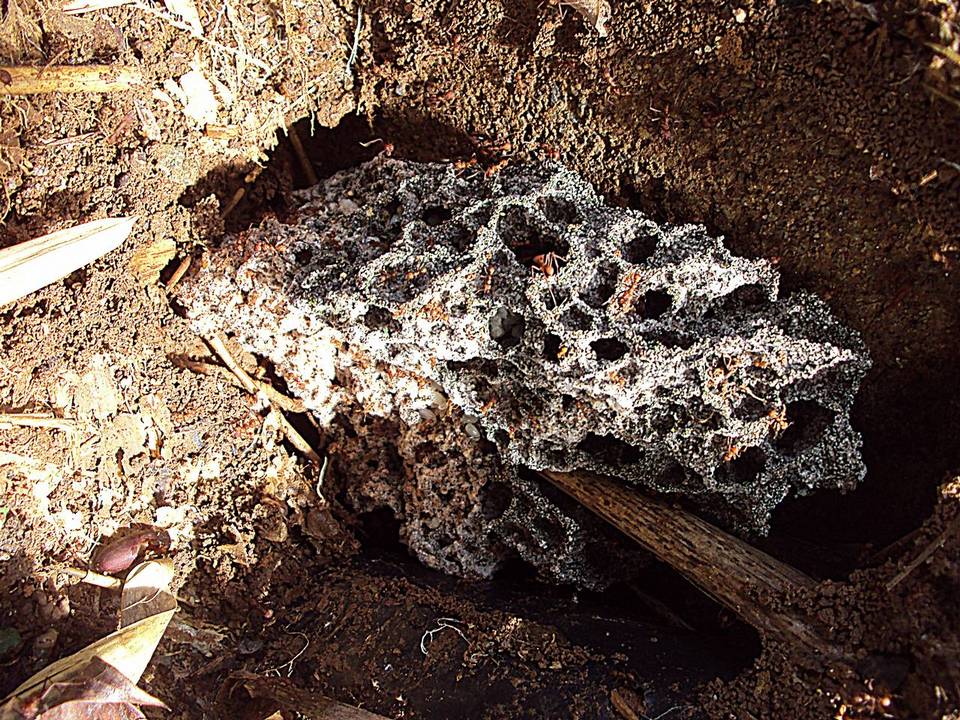 Leucoagaricus gongylophorus image