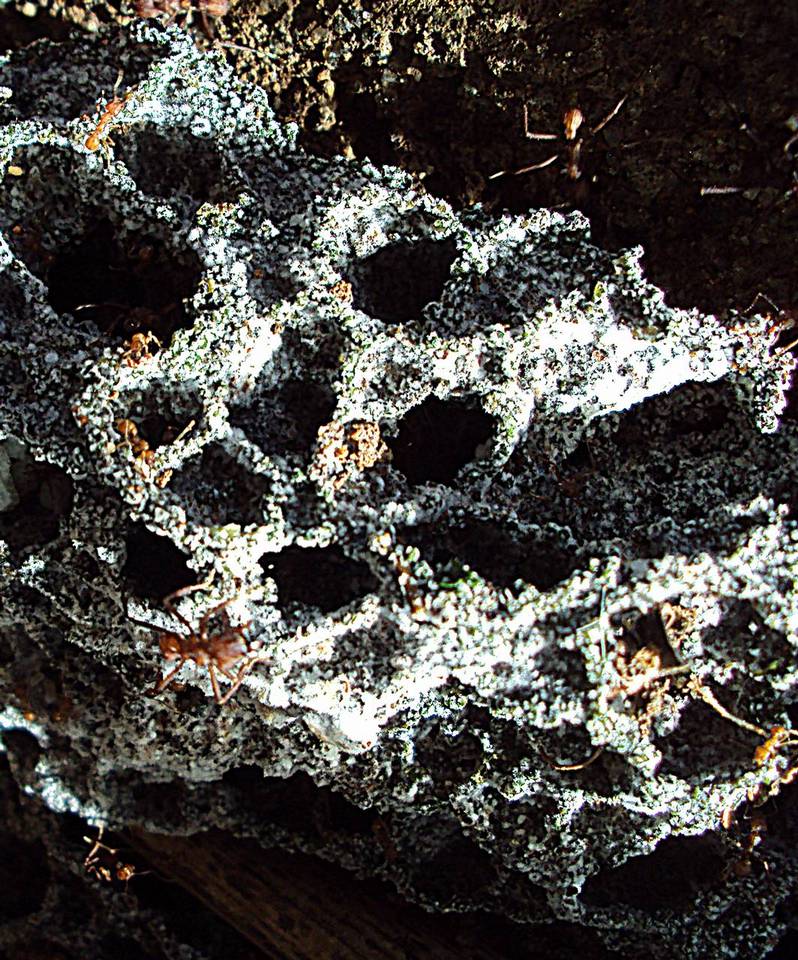 Leucoagaricus gongylophorus image