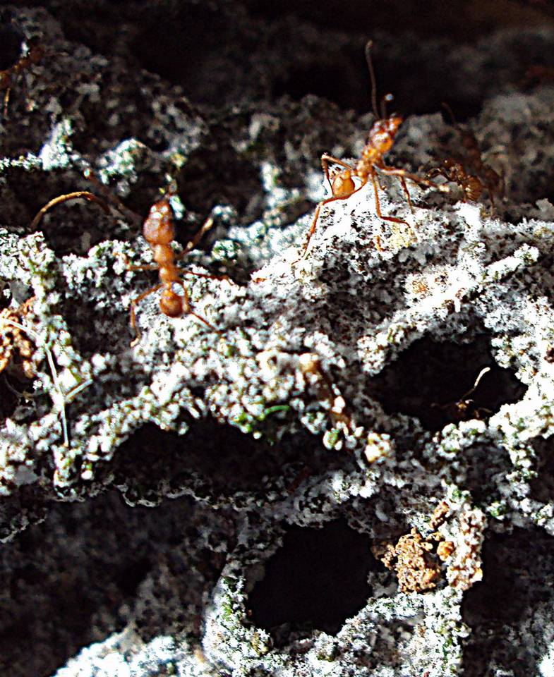 Leucoagaricus gongylophorus image