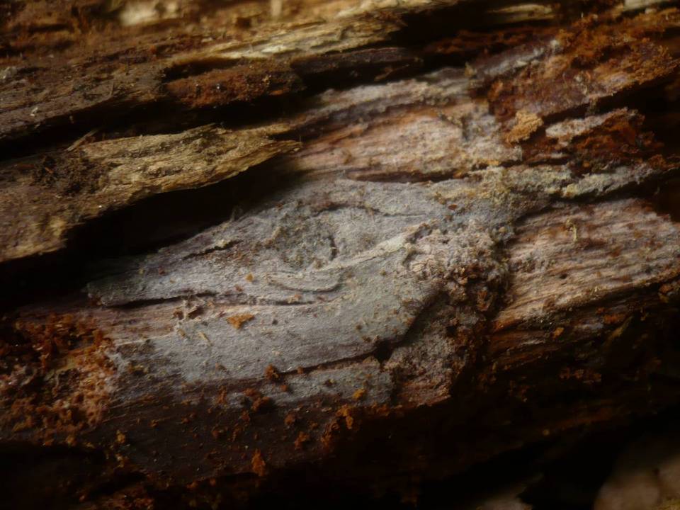 Xenasma tulasnelloideum image