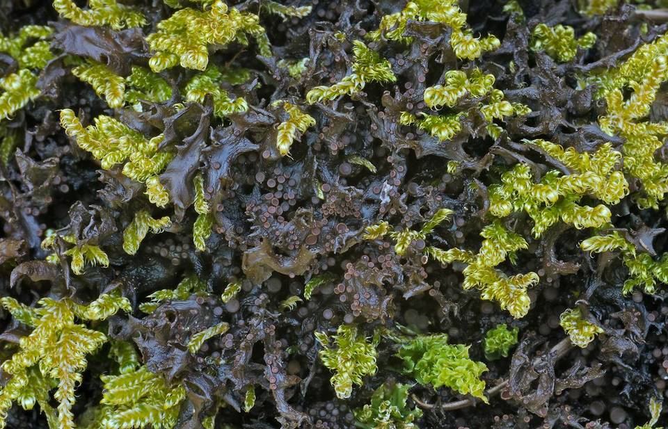 Leptogium palmatum image